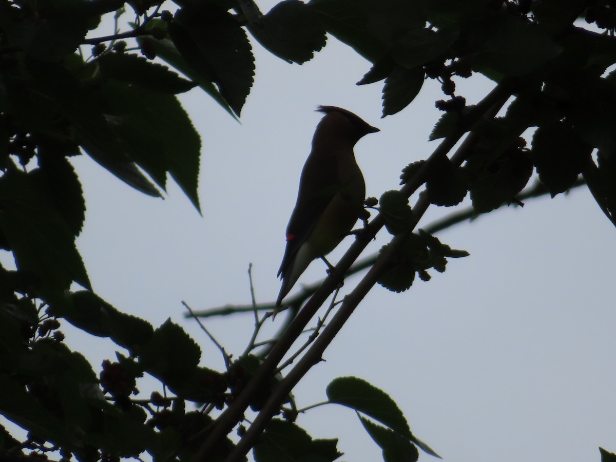 Cedar Waxwing - Carol Mullen