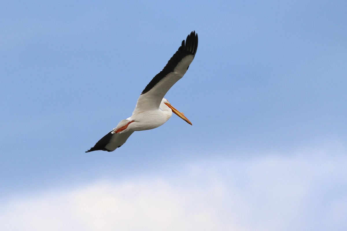American White Pelican - Mary McGreal