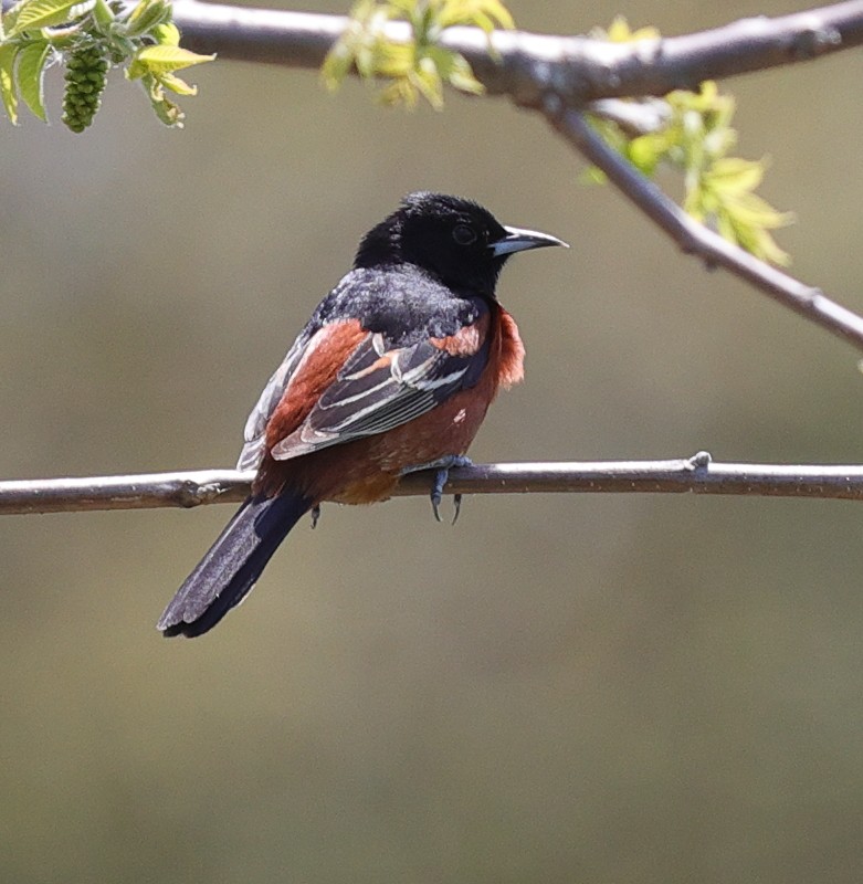 Orchard Oriole - Henry Zimberlin