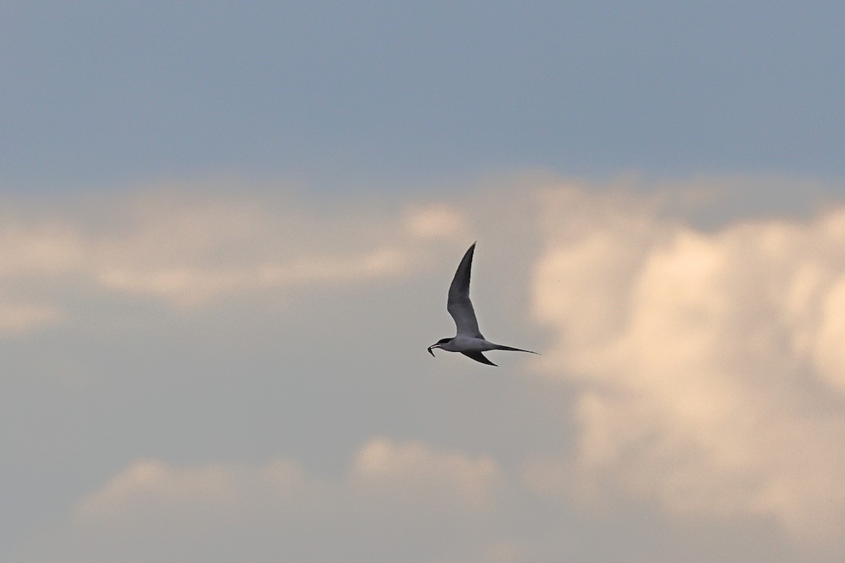 Forster's Tern - ML619034721