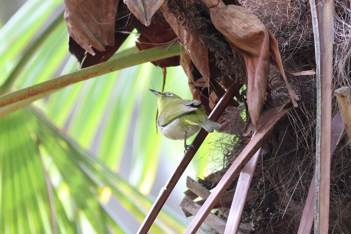 Warbling White-eye - Eric Cameron