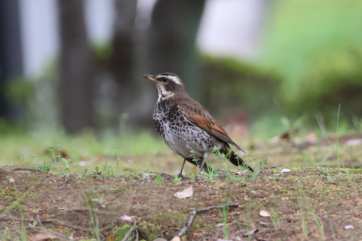 Dusky Thrush - Eric Cameron