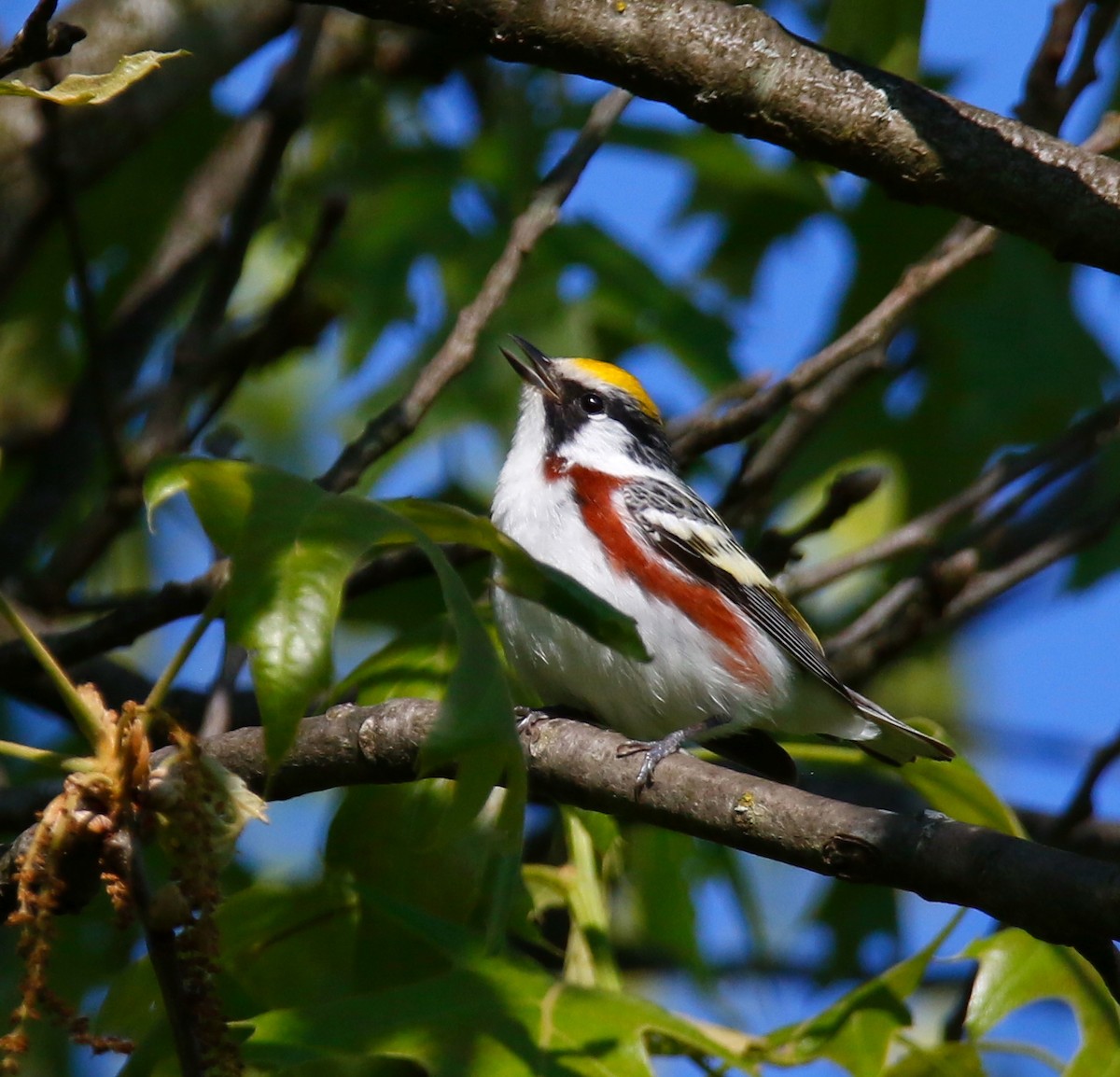 Chestnut-sided Warbler - ML619034738