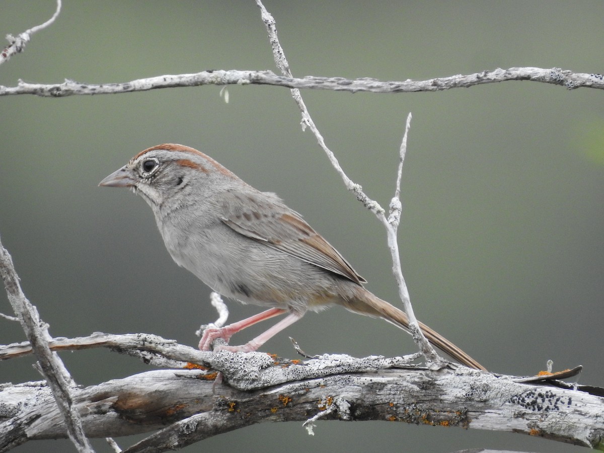 Rufous-crowned Sparrow - Suzette Stitely