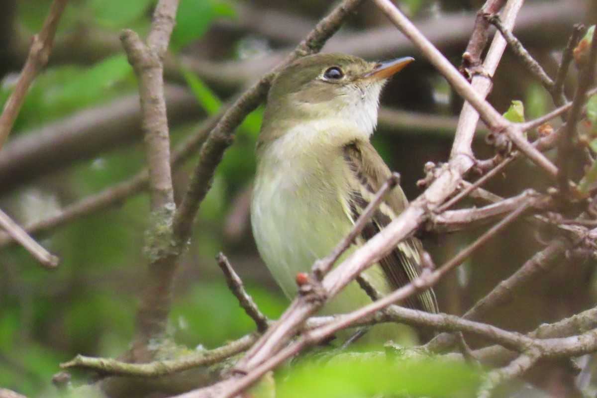 Alder Flycatcher - ML619034756