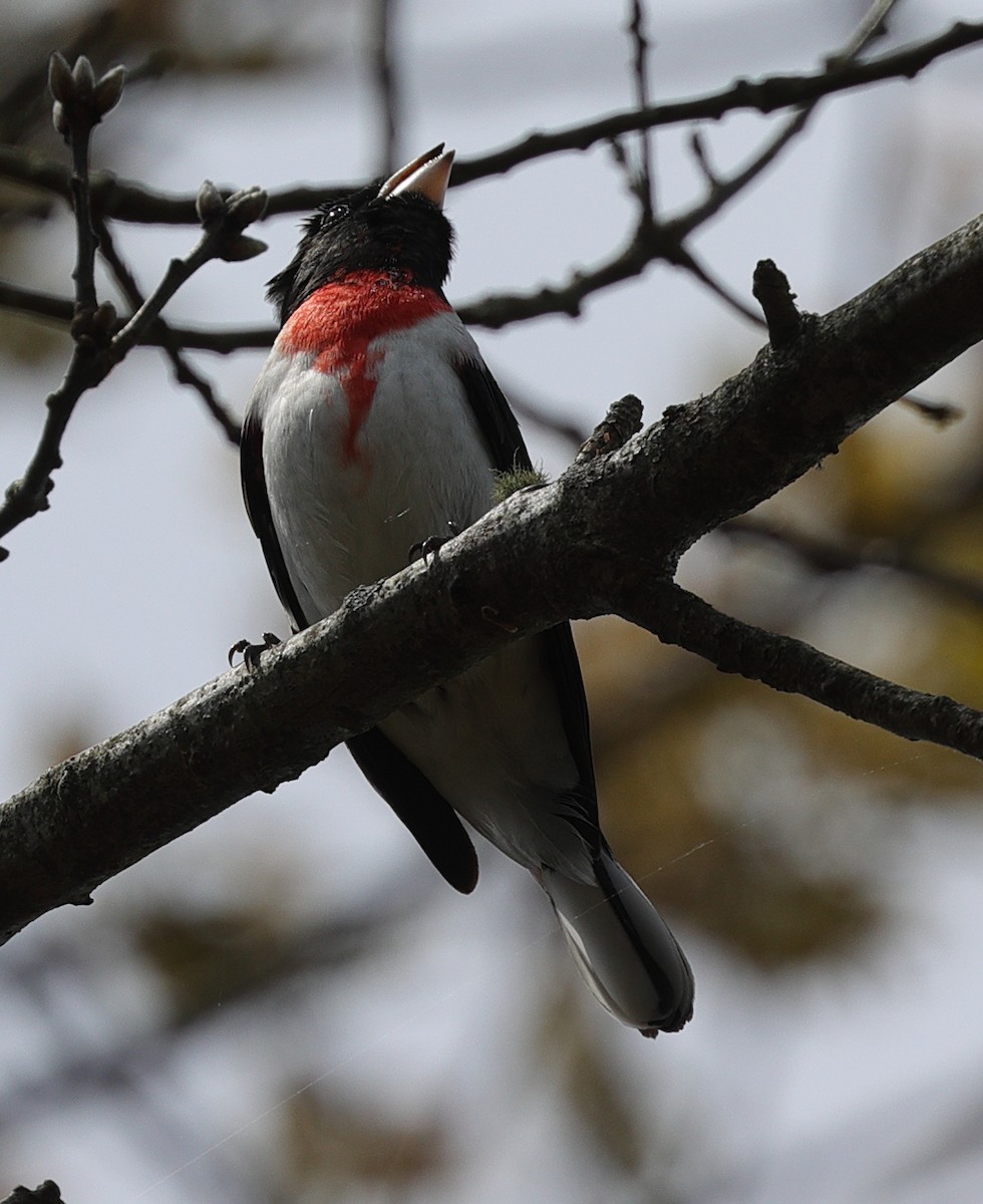 Rose-breasted Grosbeak - ML619034768