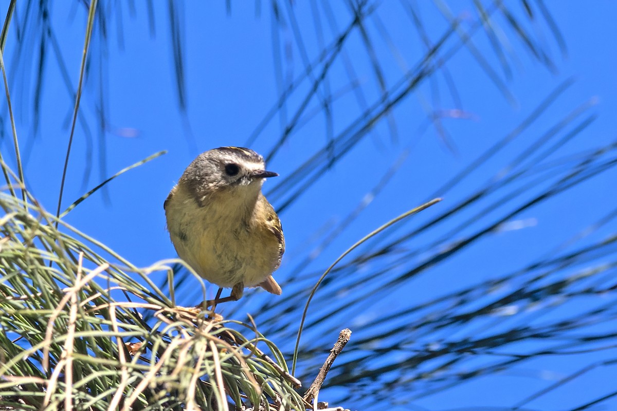 Goldcrest - ML619034769