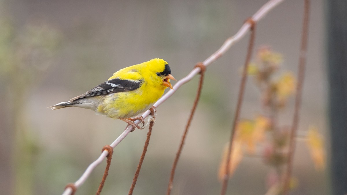 Chardonneret jaune - ML619034771