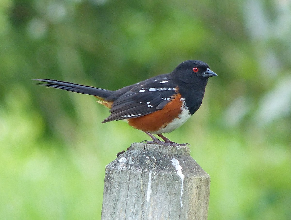 Spotted Towhee - Liz Stewart