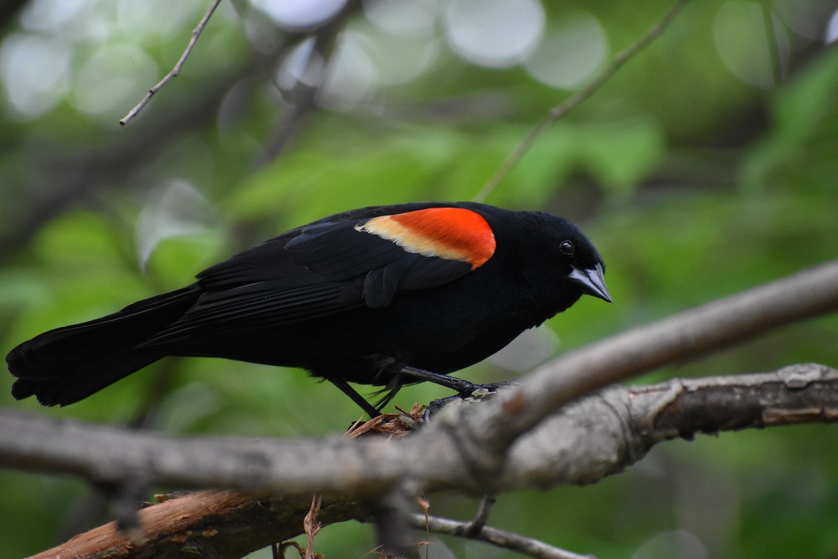 Red-winged Blackbird - Siobhan Cooke