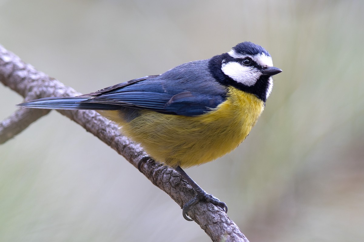 African Blue Tit - Volker Hesse