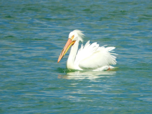 pelikán severoamerický - ML619034794