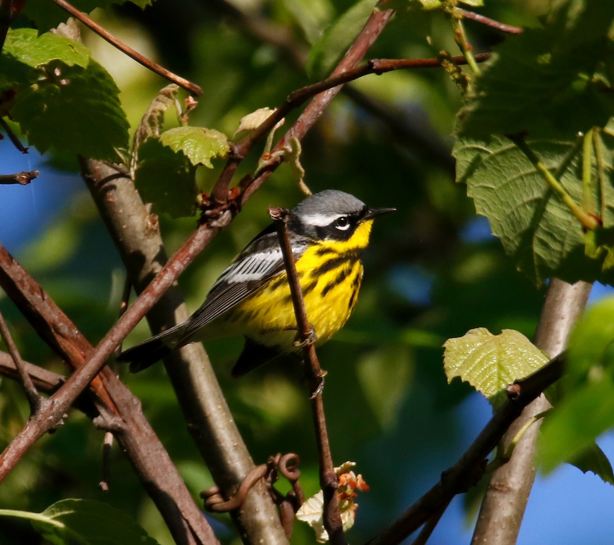 Magnolia Warbler - ML619034803