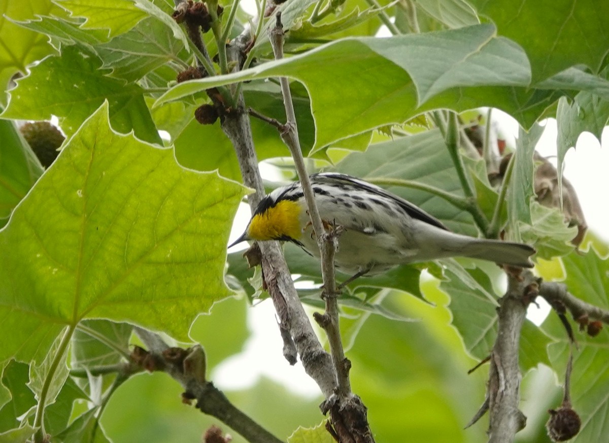 Yellow-throated Warbler - Dennis Bozzay
