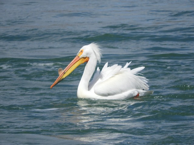 pelikán severoamerický - ML619034806