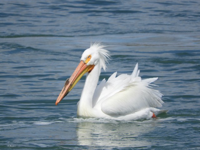 pelikán severoamerický - ML619034824