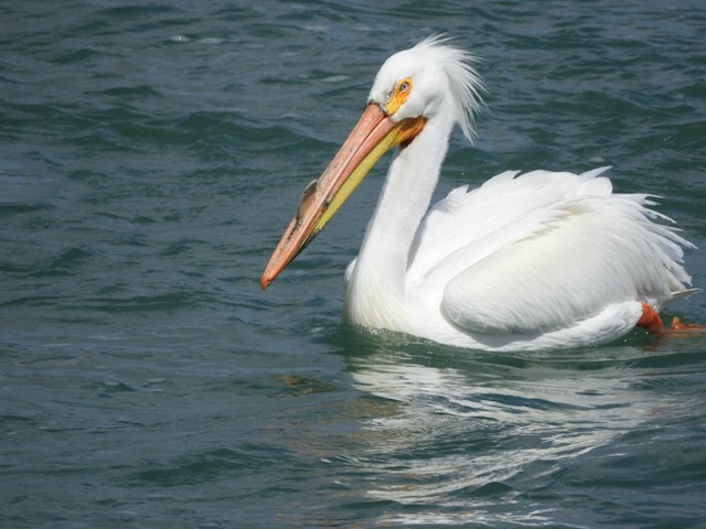 pelikán severoamerický - ML619034829