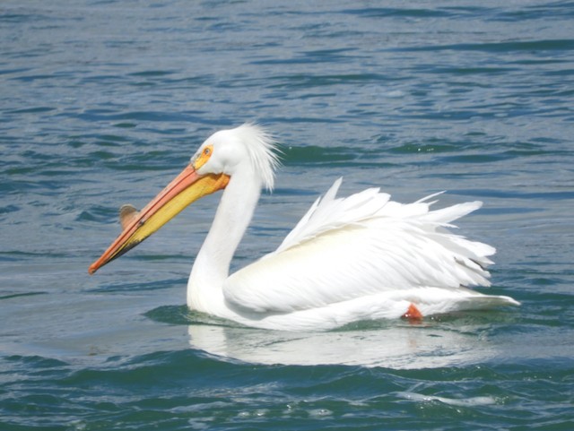 American White Pelican - ML619034835