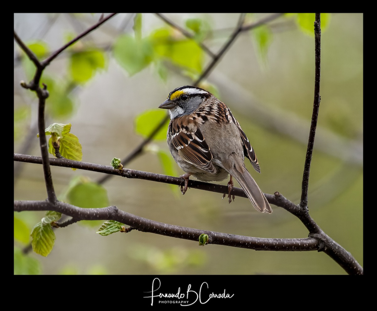 White-throated Sparrow - Fernando Corrada
