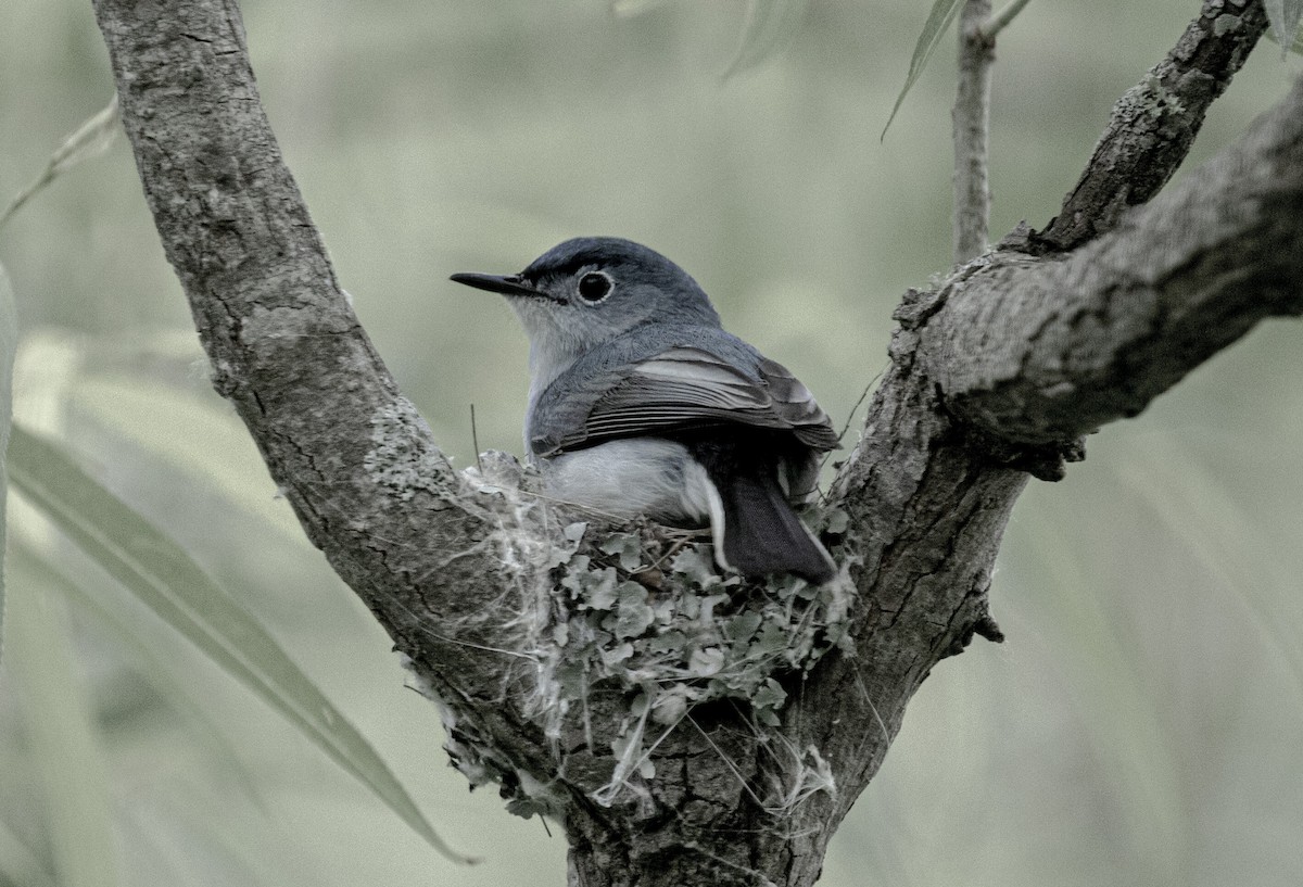 Blue-gray Gnatcatcher - Will Hofacker