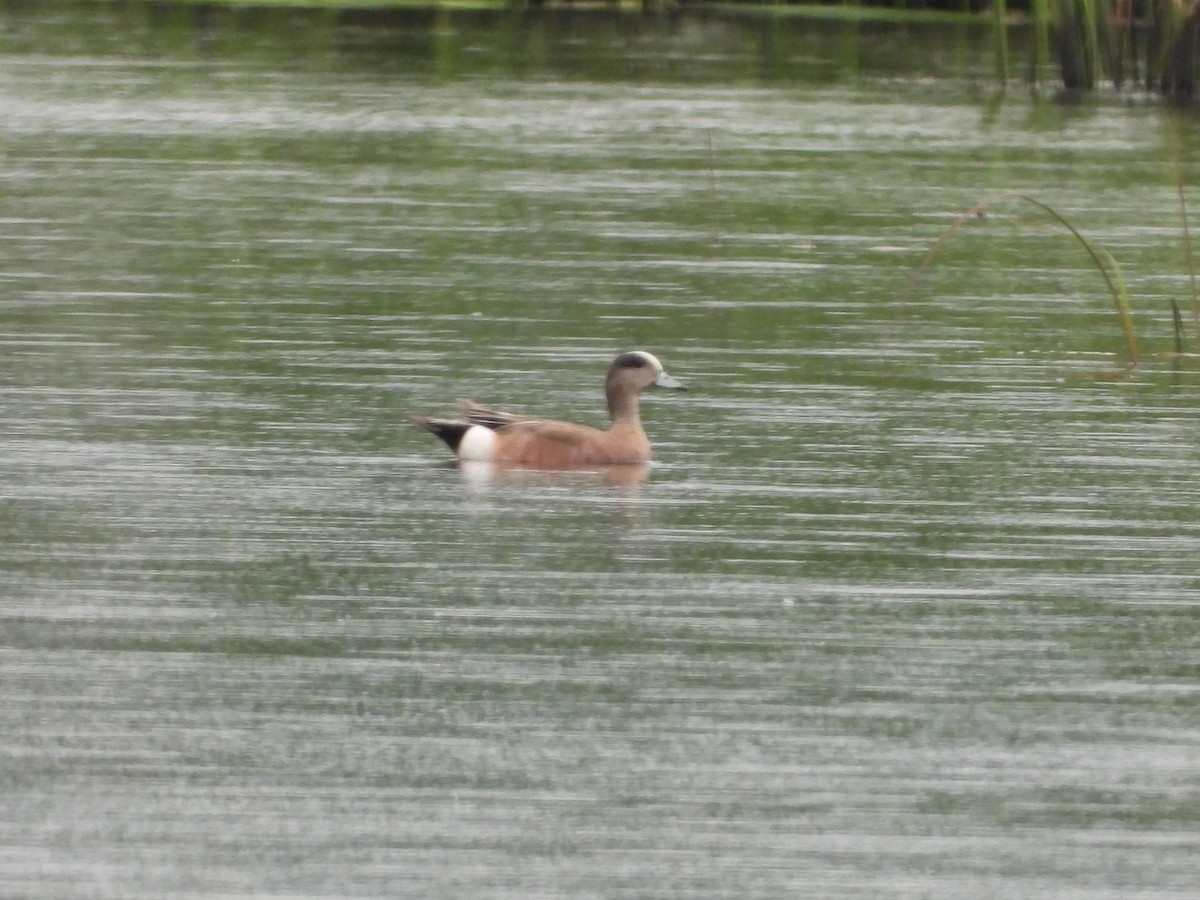 American Wigeon - Mike Thelen