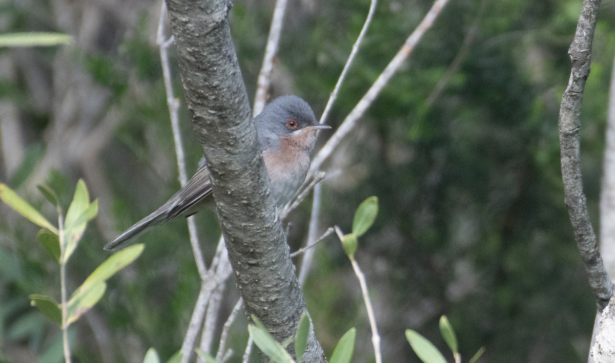 Moltoni's Warbler - Ed Stubbs