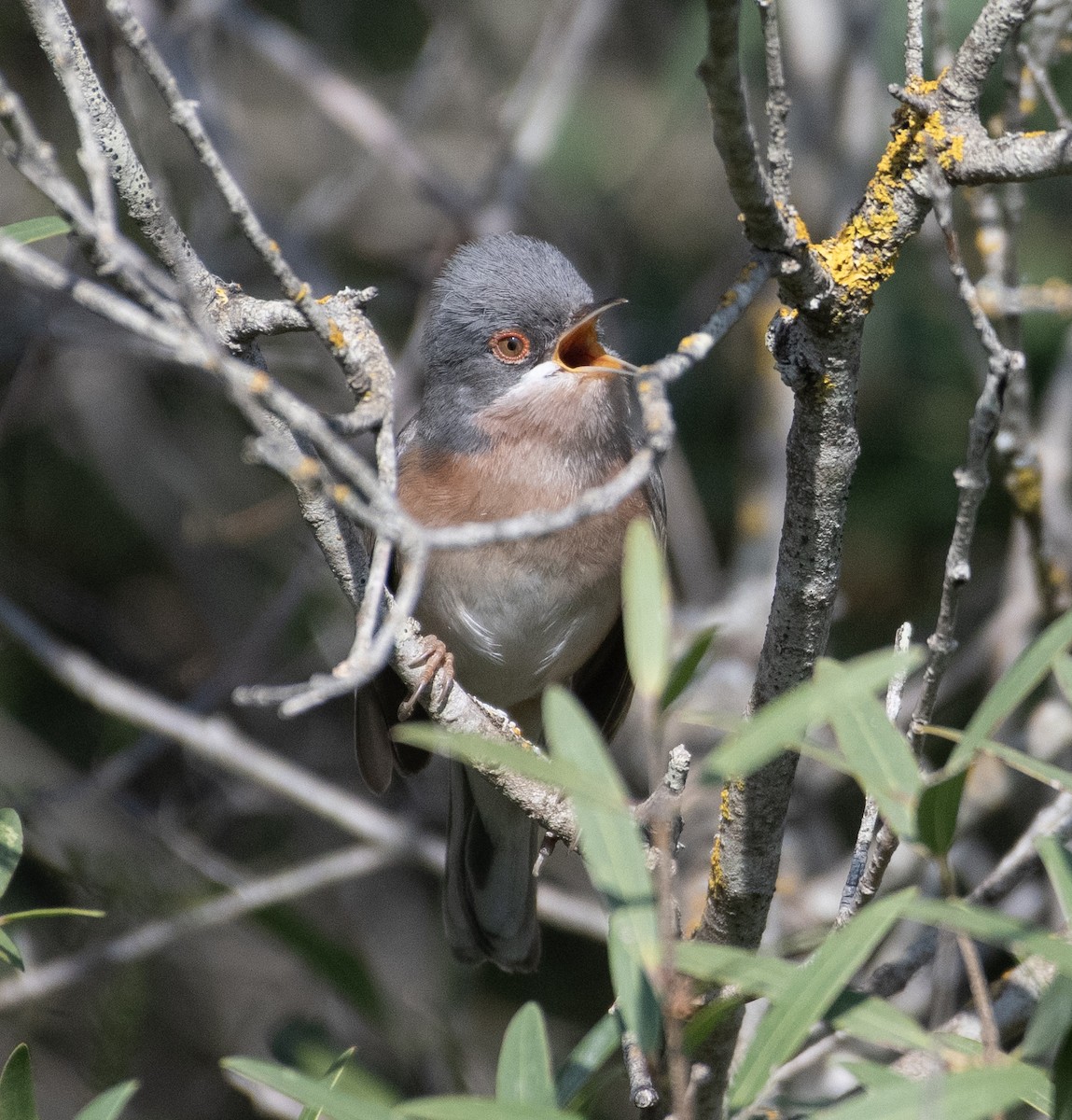 Moltoni's Warbler - Ed Stubbs