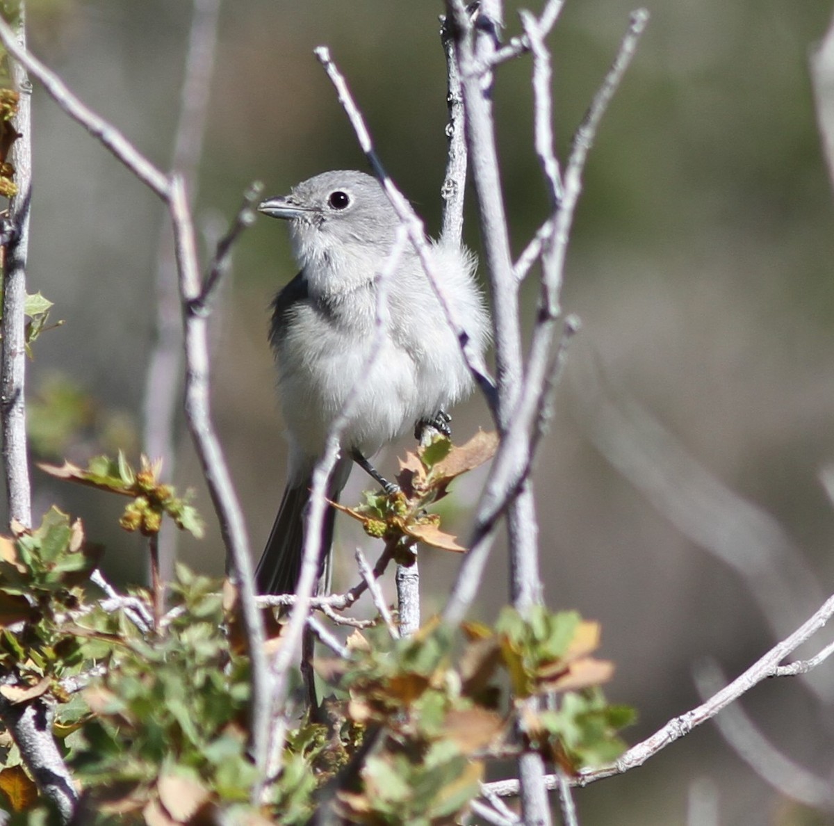 Gray Vireo - ML619034945