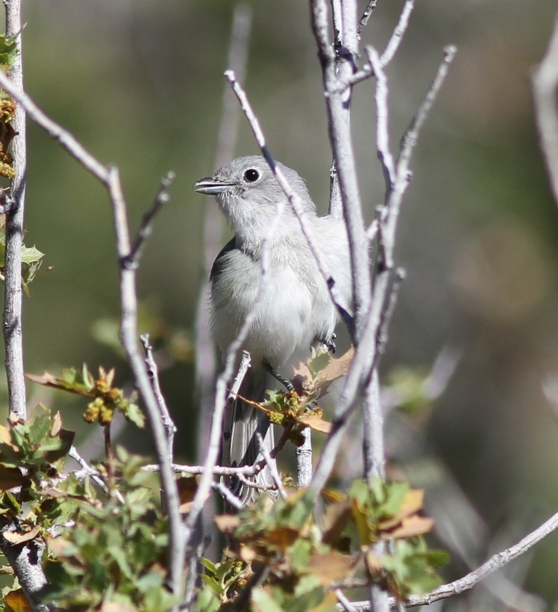 Vireo Gris - ML619034946