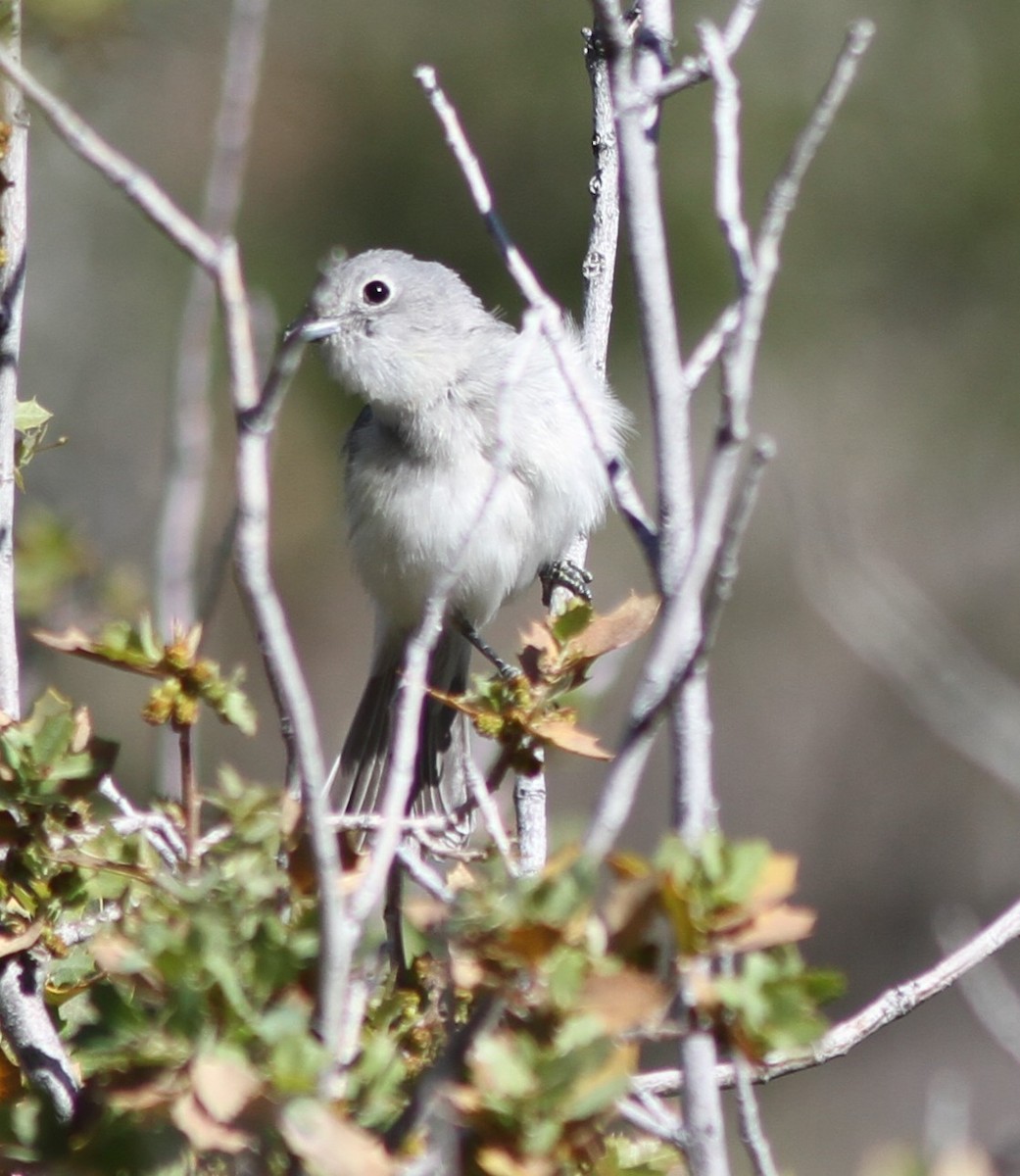 Vireo Gris - ML619034947