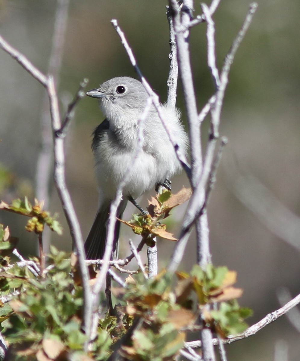 Gray Vireo - ML619034948