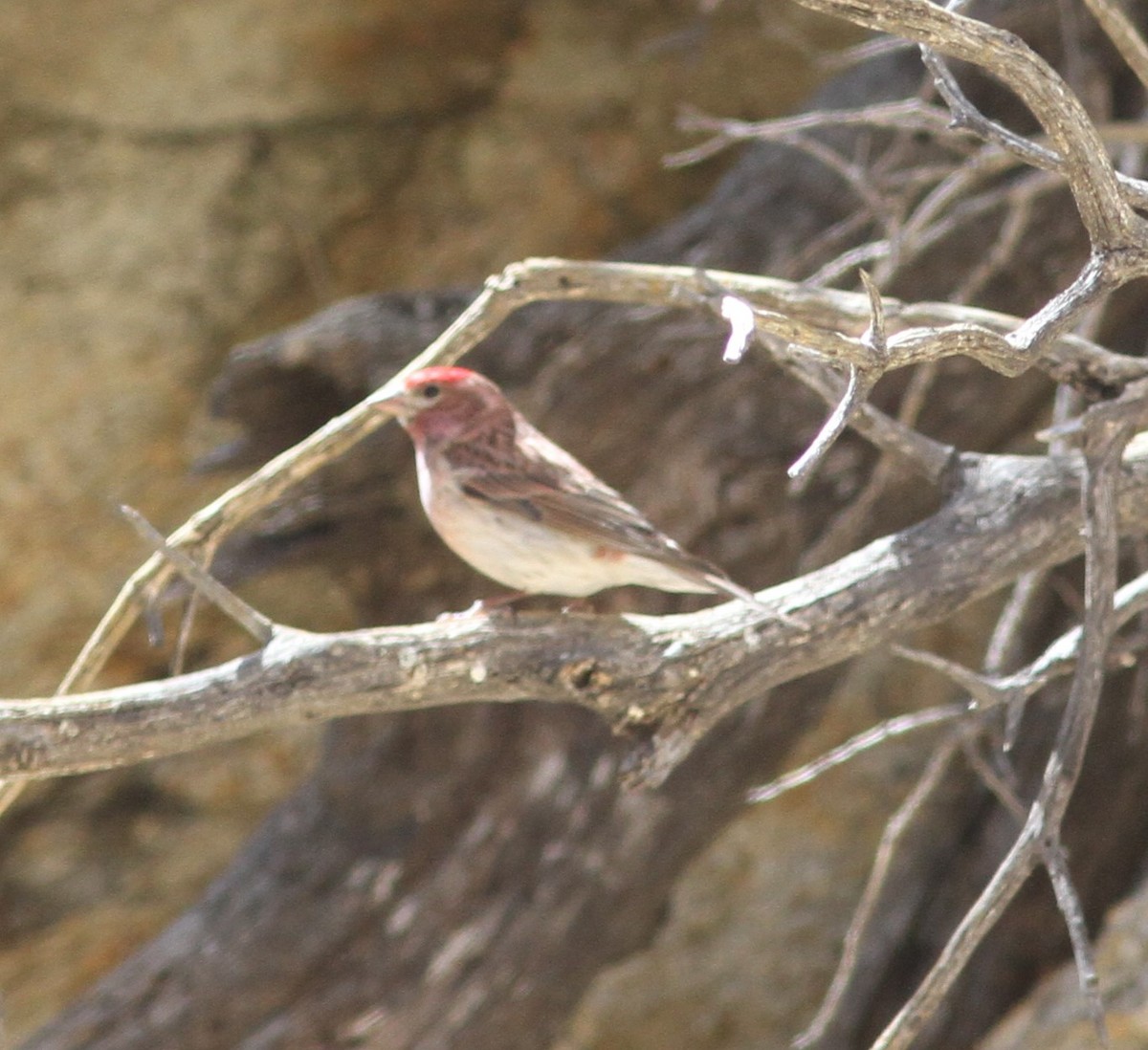 Cassin's Finch - ML619034954