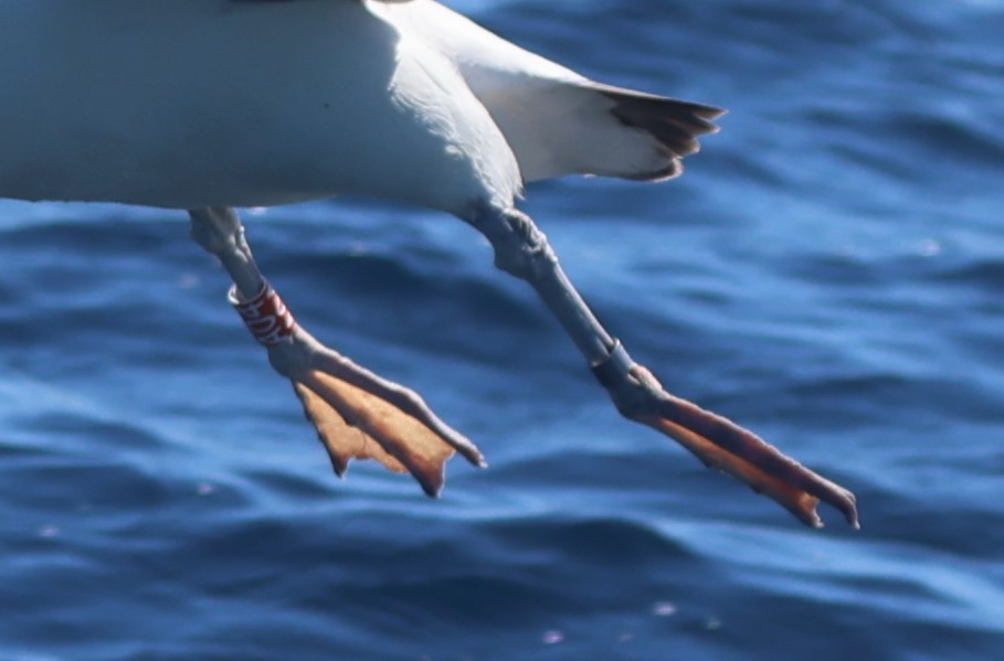 Laysan Albatross - Robert Keiffer