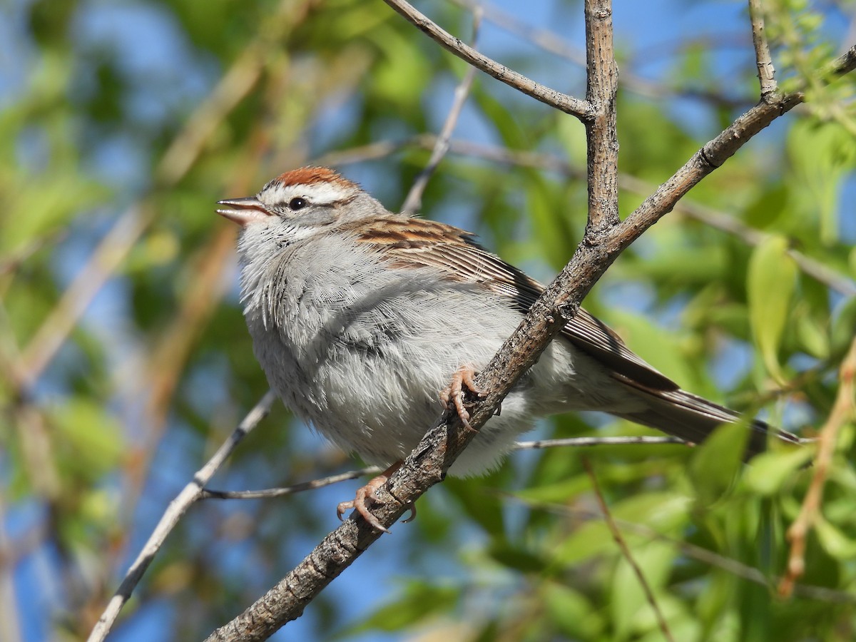 Chipping Sparrow - Jay Breidt