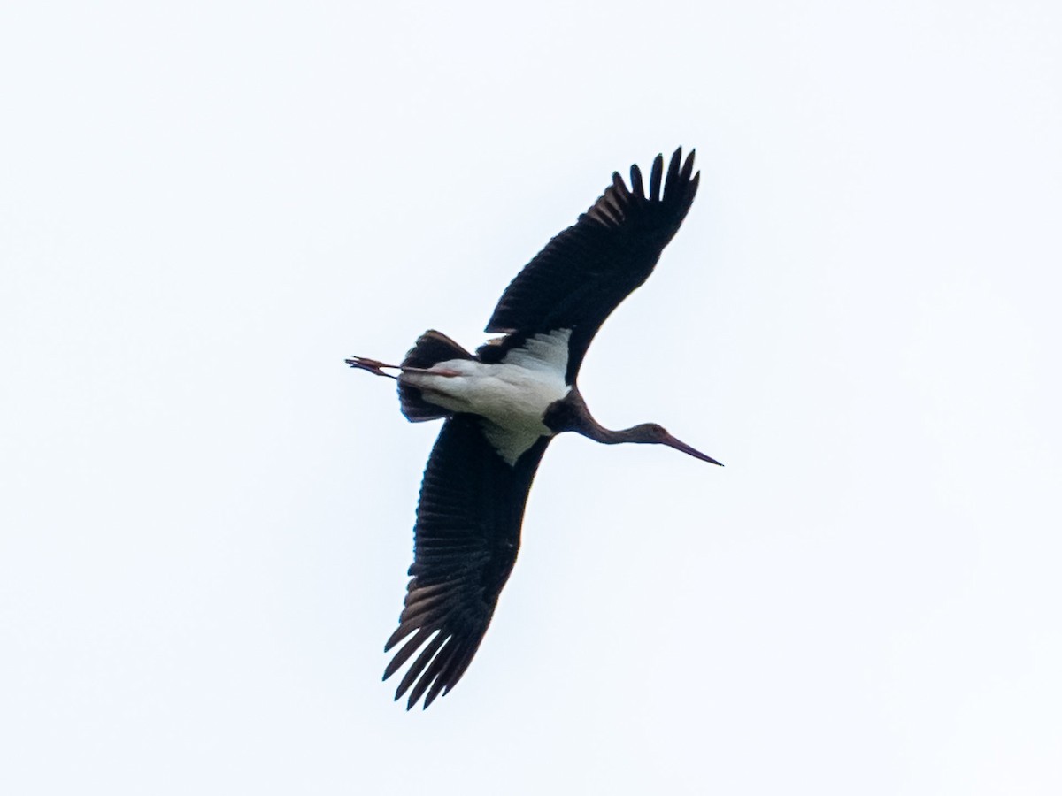Black Stork - Julia Shumilkina