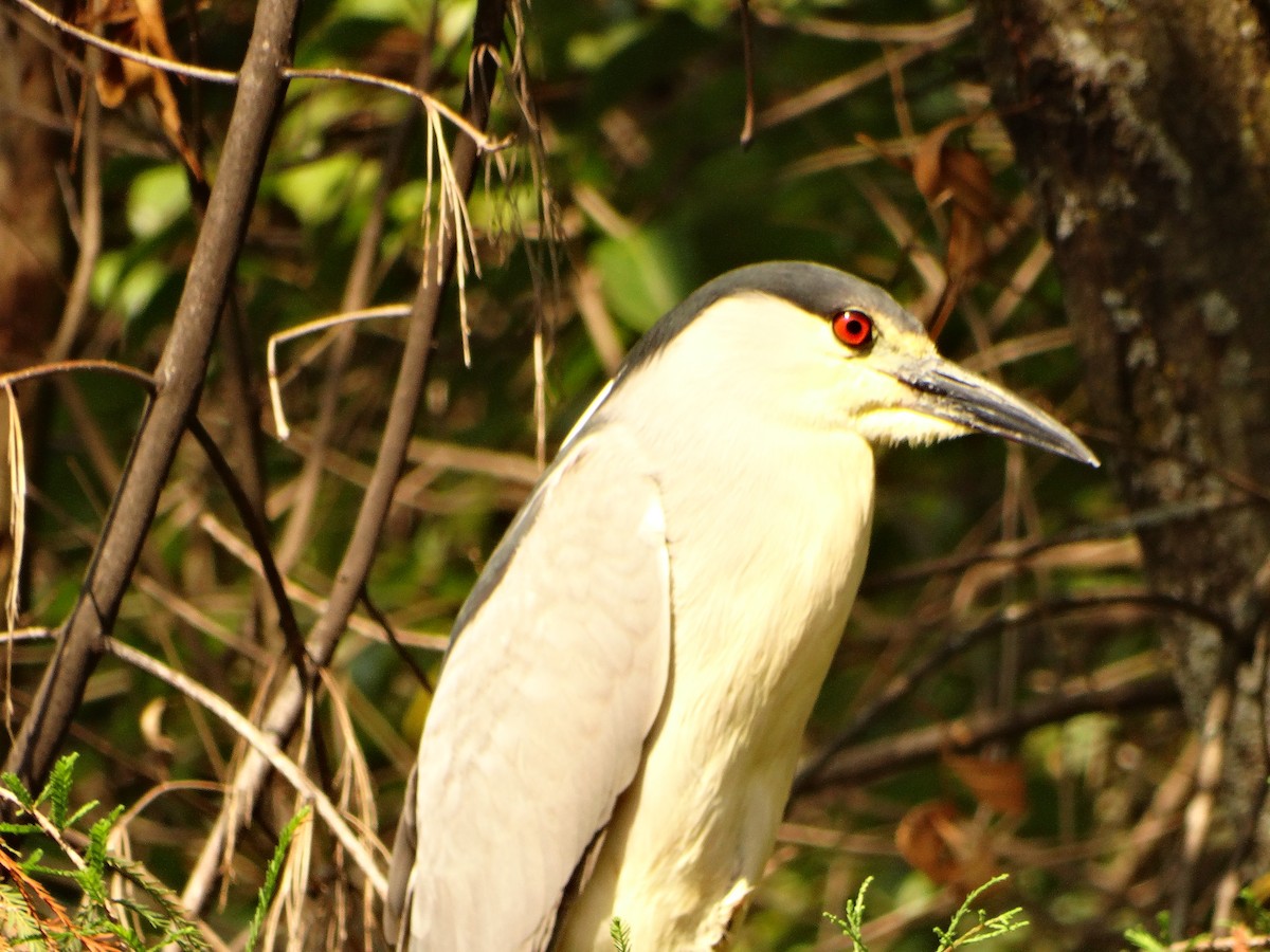 Black-crowned Night Heron (American) - Mauricio Ruvalcaba