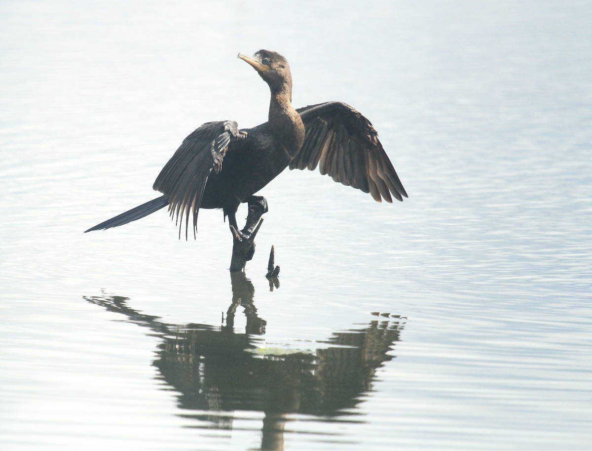 Cormorán Biguá - ML619034992