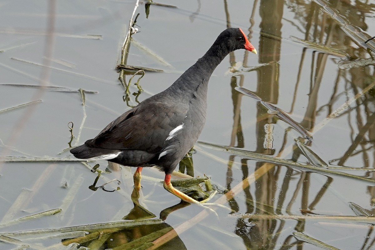 Common Gallinule - ML619034996