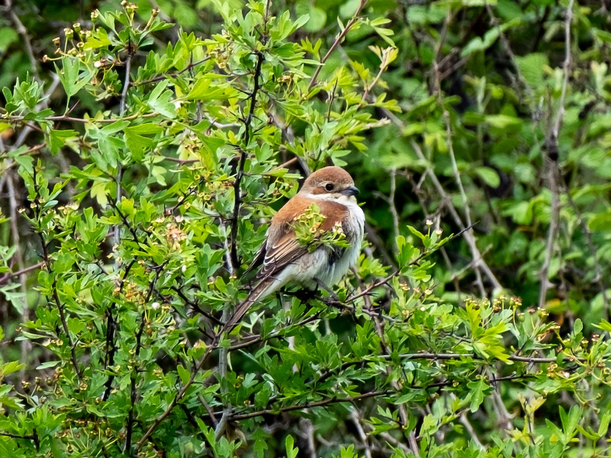 Red-backed Shrike - Julia Shumilkina