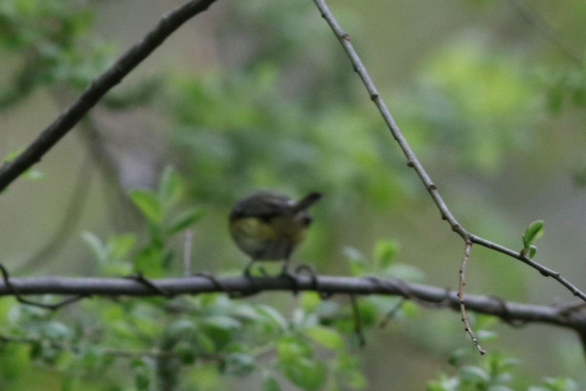 Blue-headed Vireo - Lily Morello