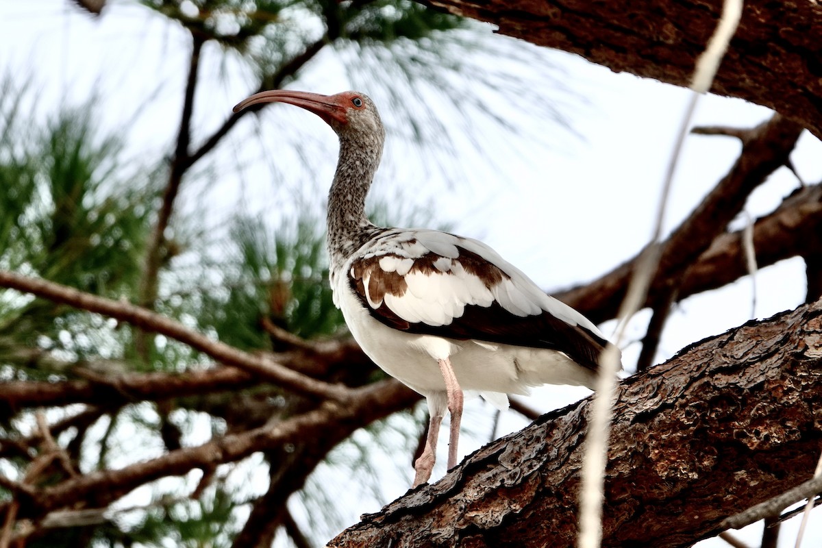 White Ibis - ML619035030