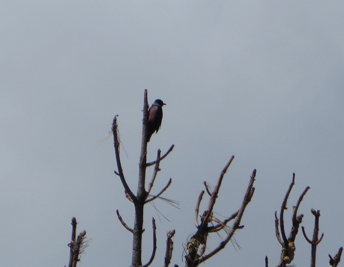 Lewis's Woodpecker - Marti Eisentraut