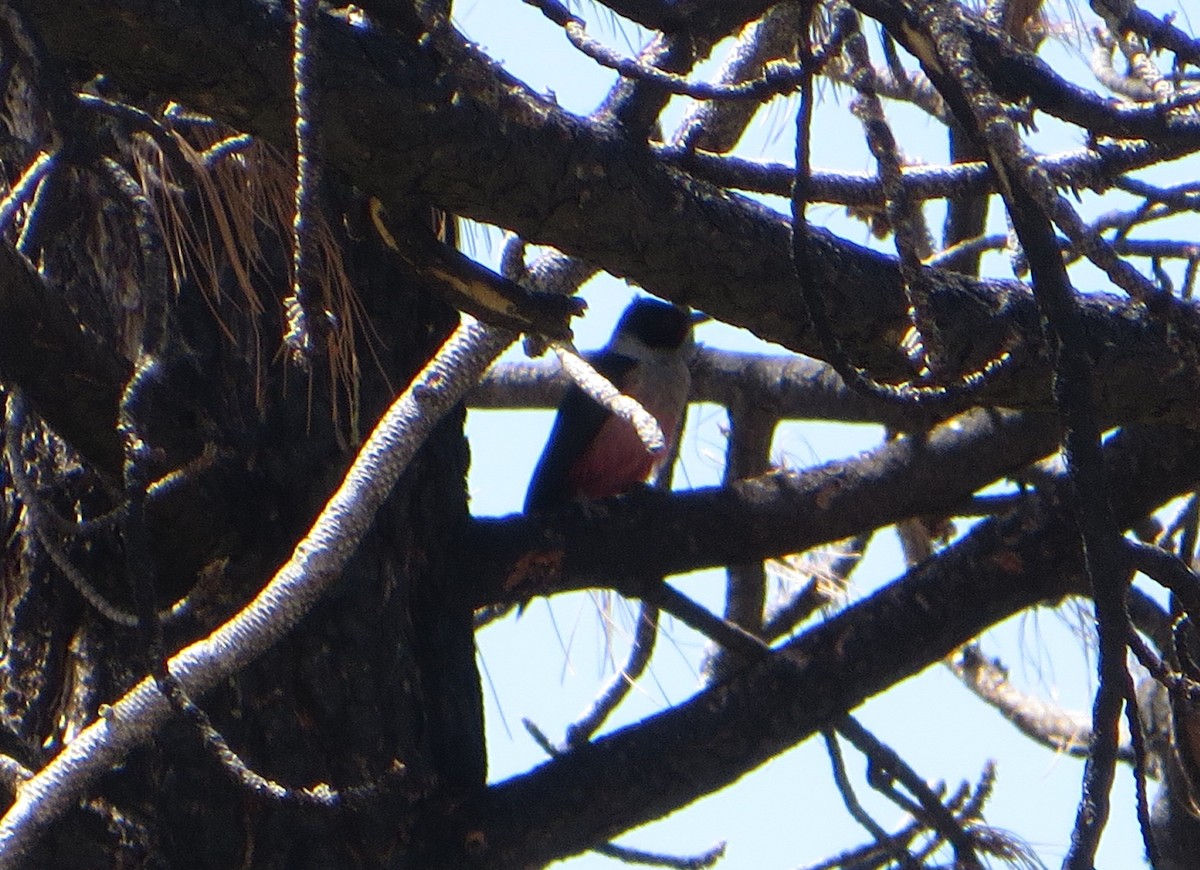 Lewis's Woodpecker - ML619035042