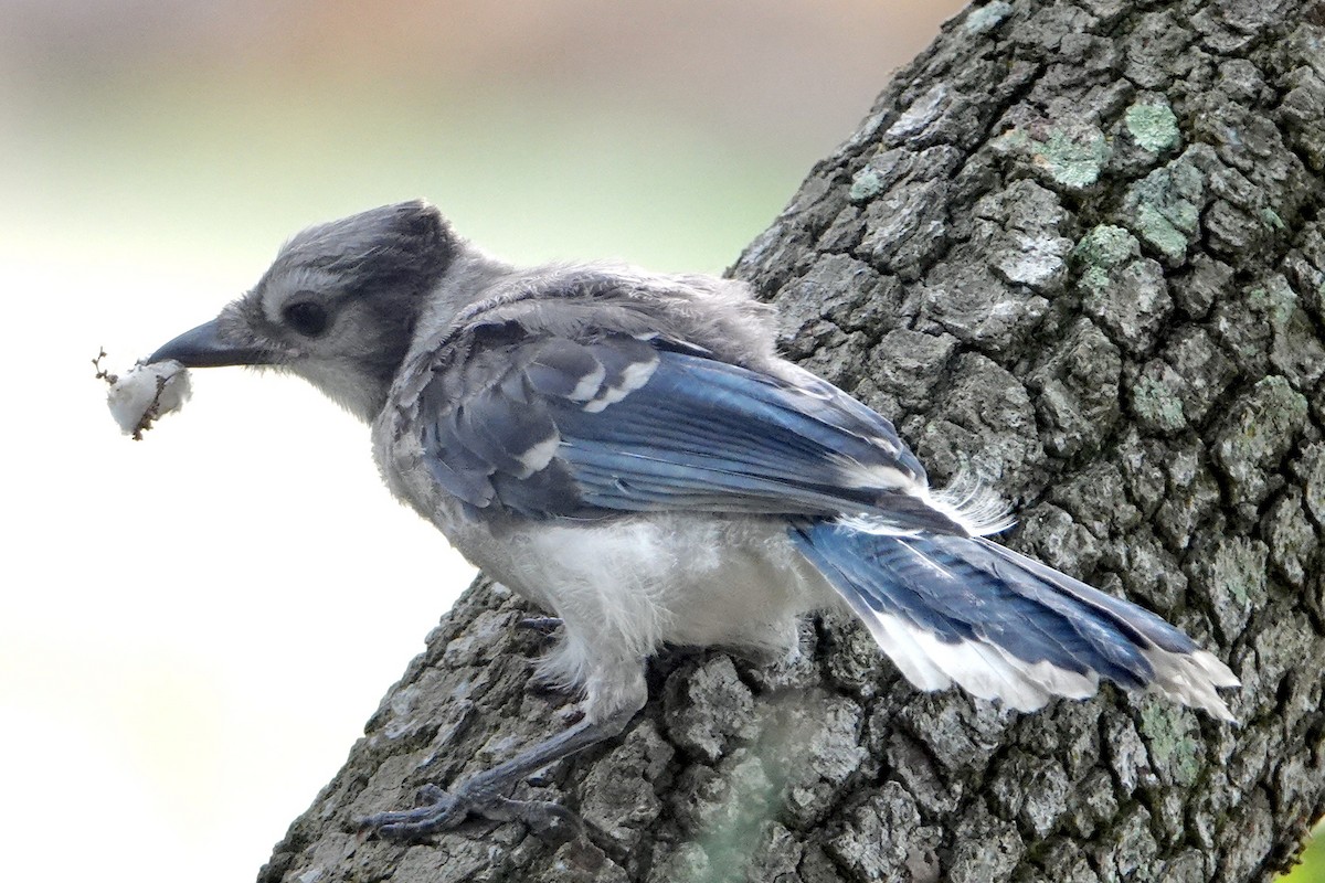 Blue Jay - Alena Capek