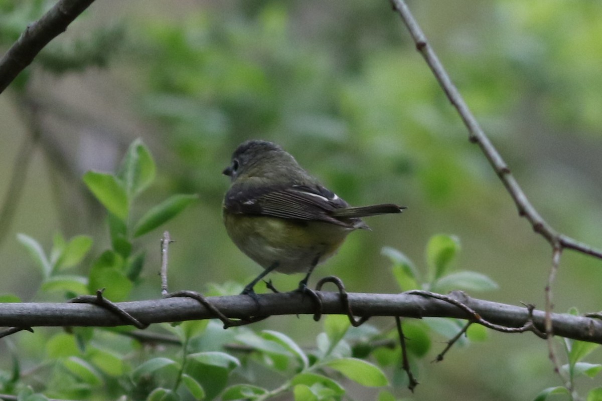 Blue-headed Vireo - ML619035066