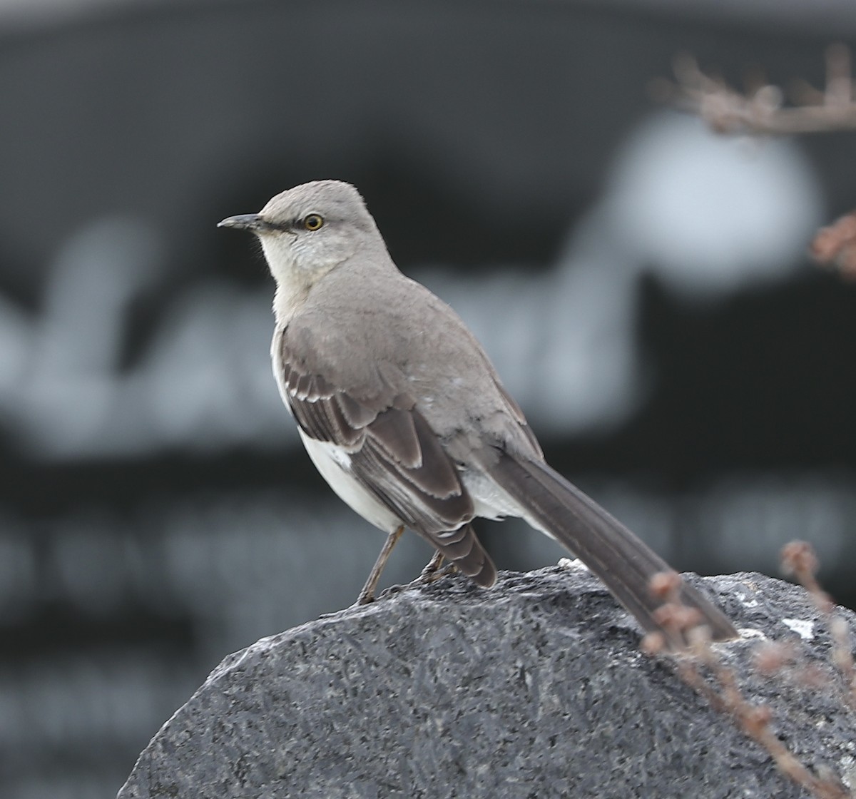 Northern Mockingbird - Marco Bouchard