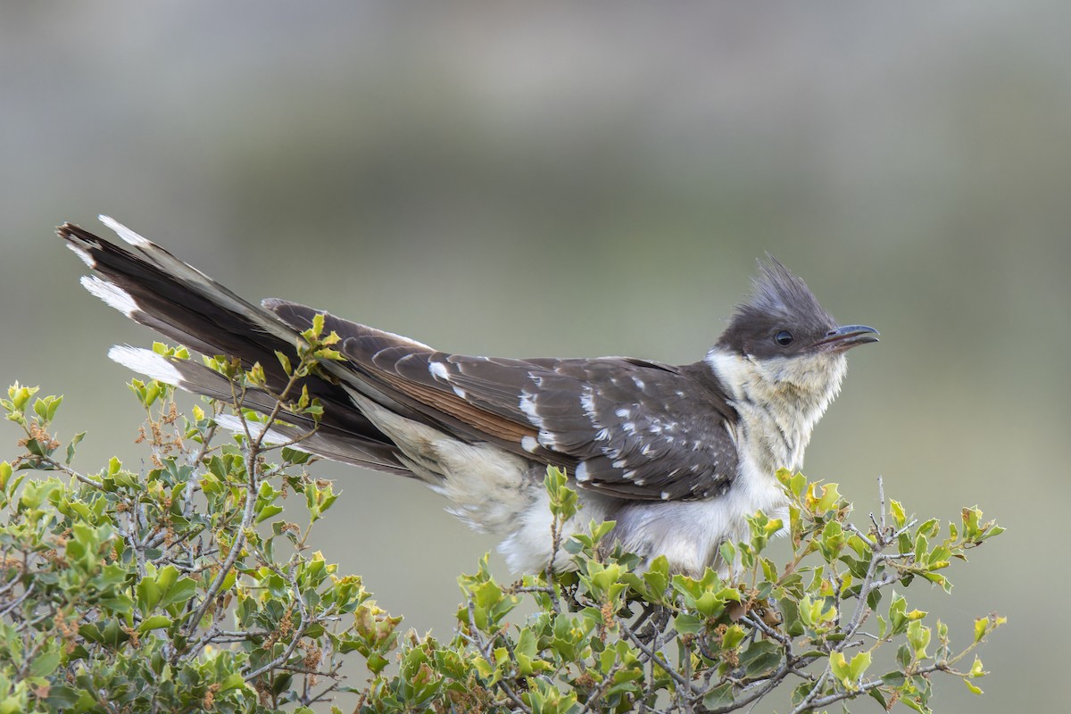 Great Spotted Cuckoo - Martí  Mendez