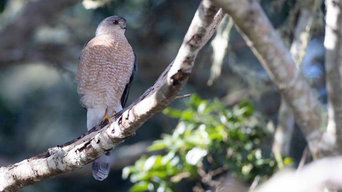 Sharp-shinned Hawk (Northern) - Blake Matheson