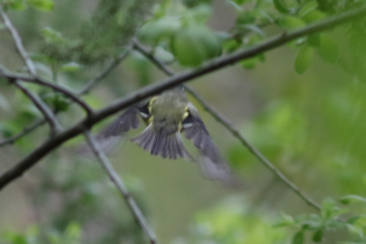 Blue-headed Vireo - Lily Morello