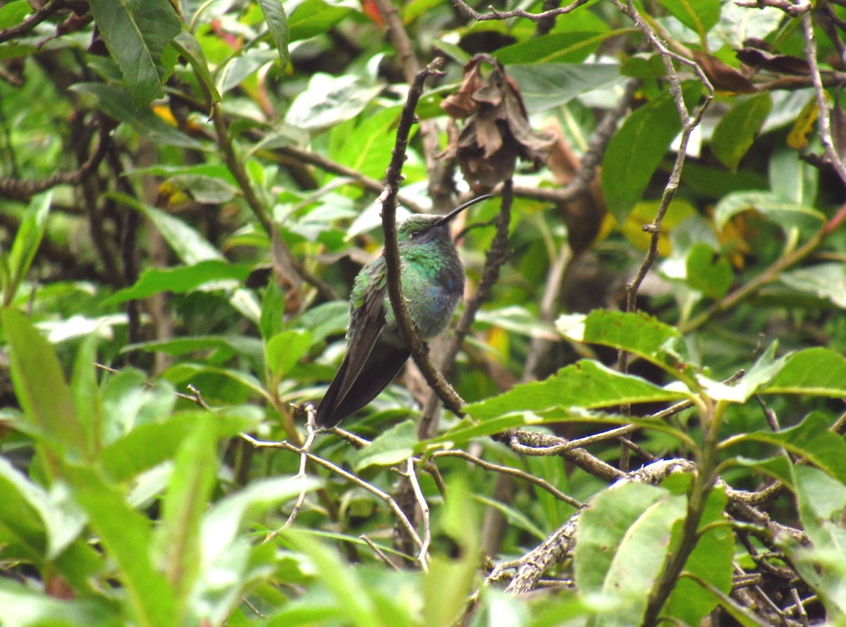 Colibrí Rutilante - ML619035109